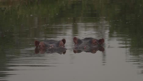 two heads of african hippo resting into the water