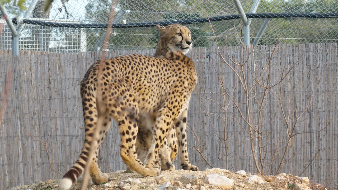 두 명의 포로 치타 (acinonyx jubatus) 가 서로 애정을 나누고 있습니다.