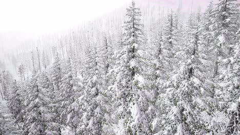 Schneebedeckte-Baumlandschaft-Aus-Der-Luft