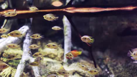 acuario 22