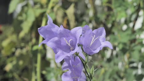 purlpe flower blowing in the wind