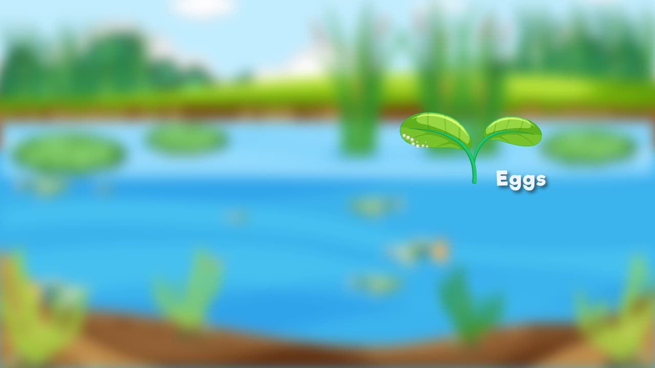 알에서 성인 물고기까지의 단계를 묘사하는 애니메이션입니다.