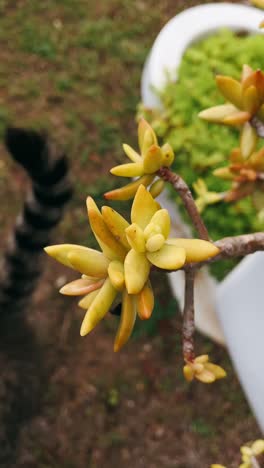 close-up of a yellow succulent plant with a cat in the background