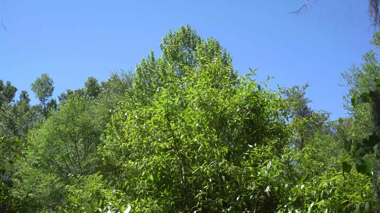 This a video of several trees, in a local forest, swaying in the wind, with clear blue skies in the background