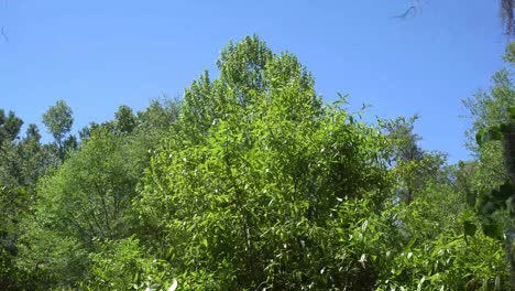 this a video of several trees, in a local forest, swaying in the wind, with clear blue skies in the background