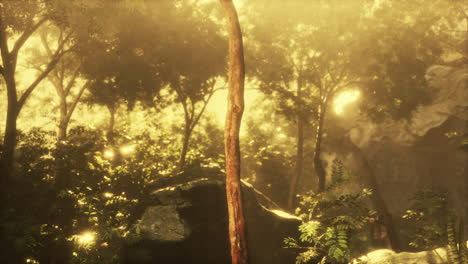 morning light in beautiful jungle garden