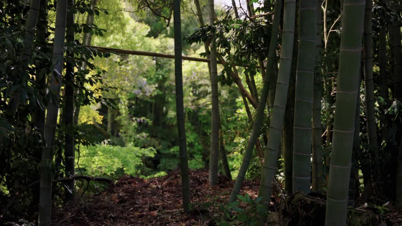 대나무 숲, 평화로운 아시아 숲 장면