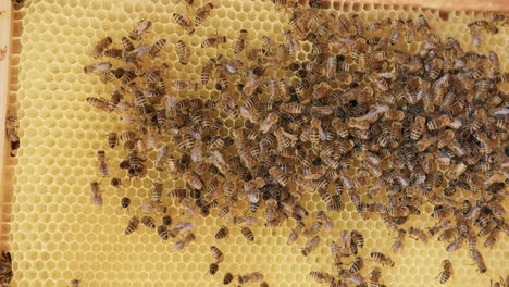 Hive-frame-covered-with-bees-and-honeycomb,-macro-shot