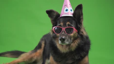 the dog in the birthday hat is looking at something.