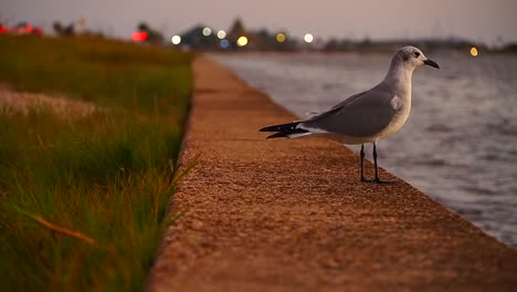 a lone seagul sits by the water and then flies off into the sunset