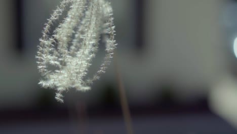 tan grassy plant blowing in the breeze in slow motion