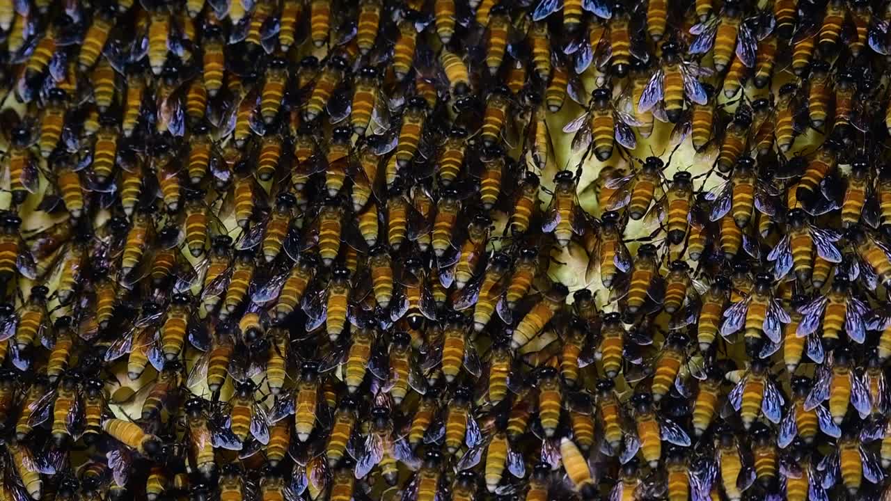 se sabe que las abejas melíferas gigantes construyen grandes colonias de nidos con bolsillos simétricos hechos de cera para almacenar miel como fuente de alimento.