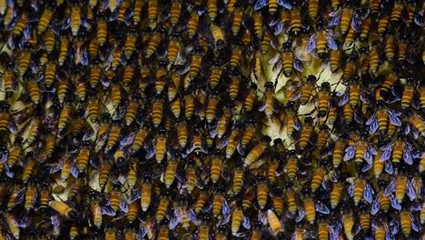 Se-Sabe-Que-Las-Abejas-Melíferas-Gigantes-Construyen-Grandes-Colonias-De-Nidos-Con-Bolsillos-Simétricos-Hechos-De-Cera-Para-Almacenar-Miel-Como-Fuente-De-Alimento.