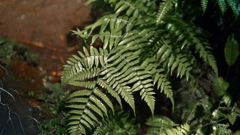 overhead view of wet green fern misted by a waterfall in lombok, indonesia