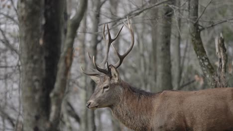 Red-Deer-Standing-In-Woods-Of-Parc-Omega-In-Quebec,-Canada