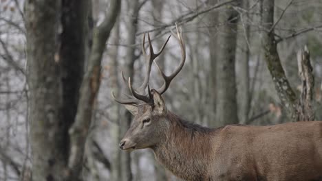 ciervo rojo parado en el bosque de parc omega en quebec, canadá