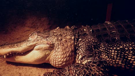 alligator-underwater-overhead-smooth-view-as-it-lays-under-dock-slomo