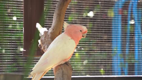 A-chatty-Major-Mitchell's-Cockatoo,-Cacatua-leadbeateri,-with-its-salmon-pink-appearance-spotted-in-captivity-at-a-wildlife-zoo