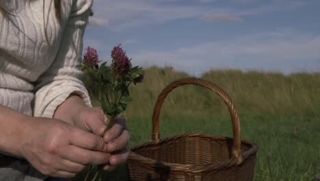 woman collecting wild pink clover in a meadow with woven basket