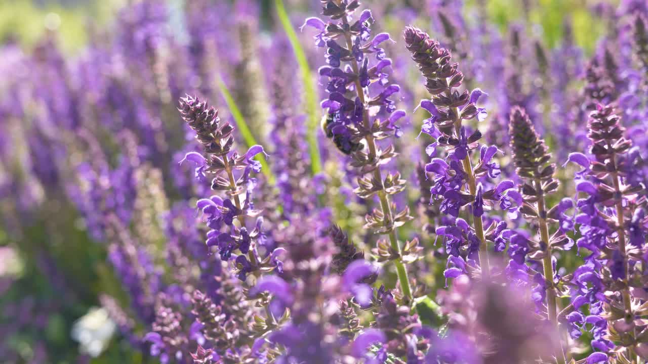 화창한 날 라벤더 꽃에서 꿀을 모으는 벌의 흐릿한 배경을 가진 클로즈업 샷