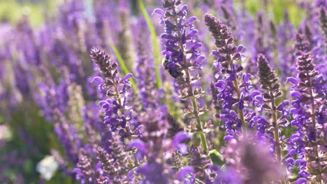 primer plano con un fondo borroso de una abeja recogiendo néctar de flores de lavanda en un día soleado