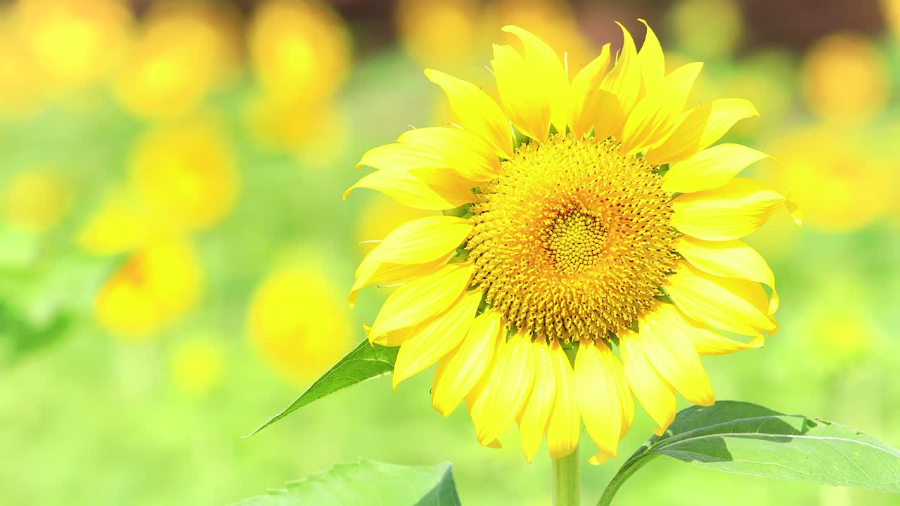 에 있는 해바라기. 농업 배경