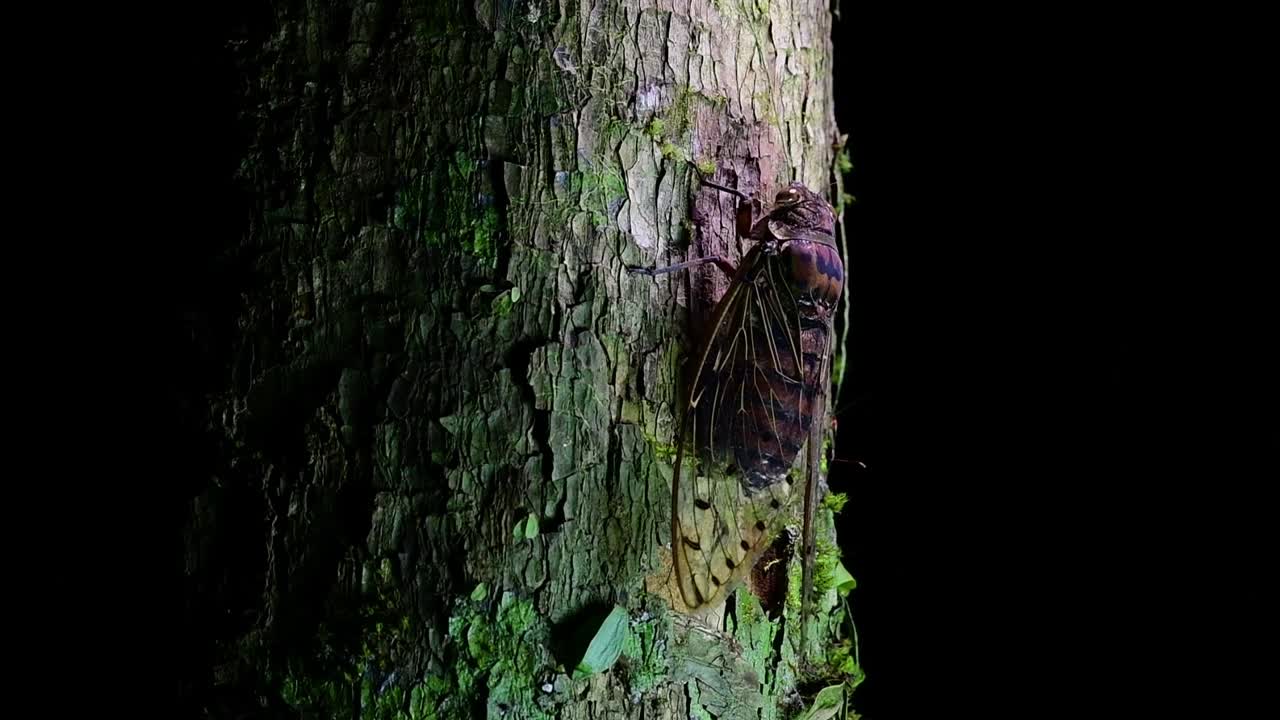 esta cigarra gigante trepando un árbol en la noche, megapomponia intermedia, encontrada en las selvas de tailandia