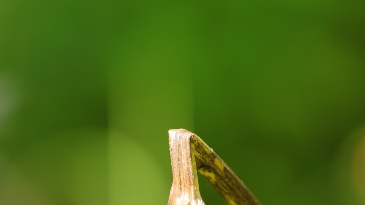 scarlet dragonfly (crocothemis erythraea) 는 libellulidae 과에 속하는 dragonfly의 일종이다. 그 일반적인 이름에는 광범위한 scarlet, 일반적인 scarlet darter가 포함됩니다.