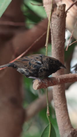 black jacarini, member of tanager family, perched on small branch, vertical video format