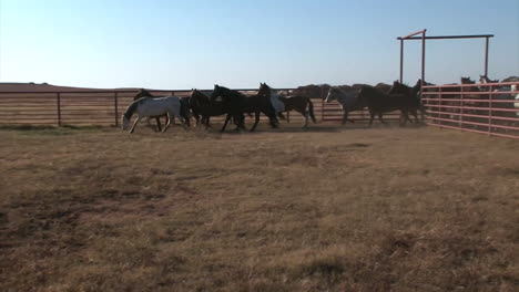 wild horses are herded through pens by the bureau of land management