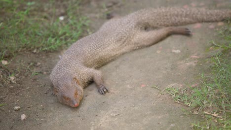 In-West-Bengal,-mongoose-is-seen-around-village-houses