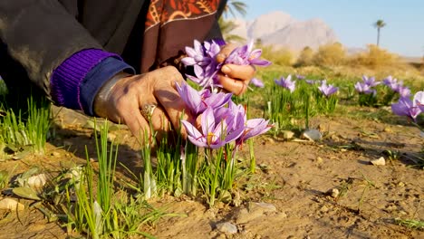 Persischer-Safran-Wächst-In-Bergausläufern-In-Der-Nähe-Der-Wüste-Im-Iran,-Wird-Von-Einheimischen-Gepflückt-Und-In-Dörfern-Mit-Palmengärten-Und-Reichen-Kulturen-Verarbeitet