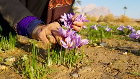 crecimiento de azafrán persa en las faldas de las montañas cerca del desierto en irán recogido por los lugareños y procesado en aldeas con jardines de palmeras y ricas culturas