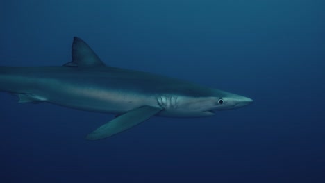 blue shark swimming through the blue water in the atlantic ocean near the azores