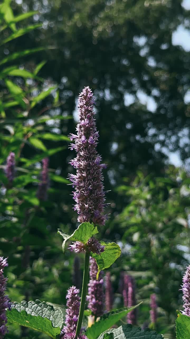 flor púrpura en un jardín