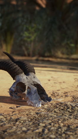 dead gazelle skull resting among palm trees