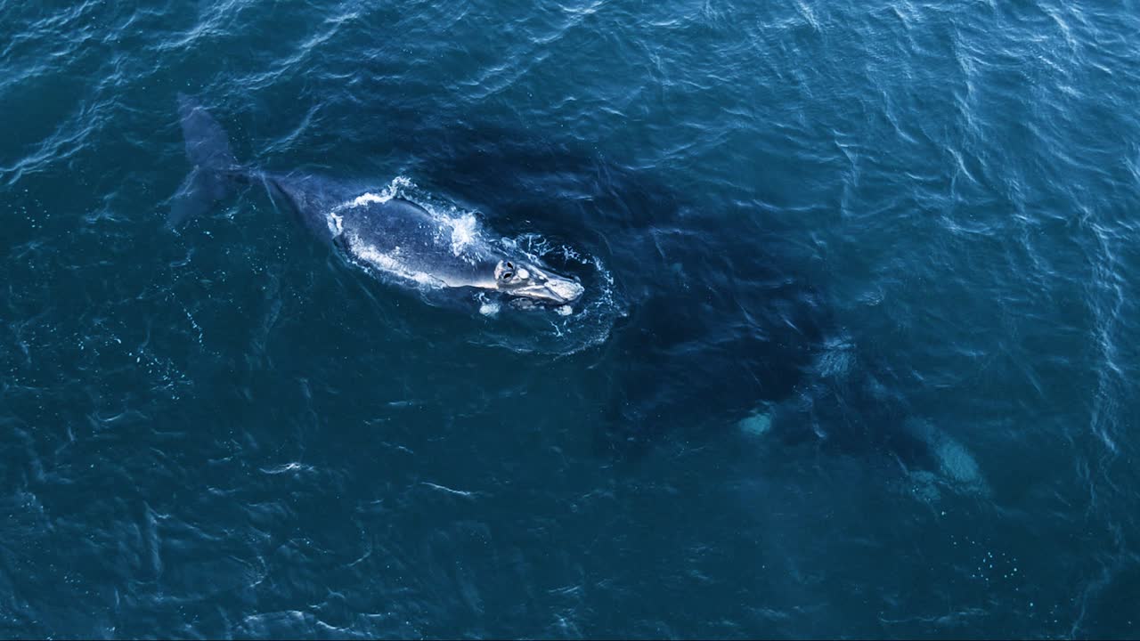 그의 어머니가 물 속에 남아 있는 동안 잔잔한 표면에 공기 스프레이를 내뿜는 작은 고래 - 공중 근접 촬영 슬로우 모션