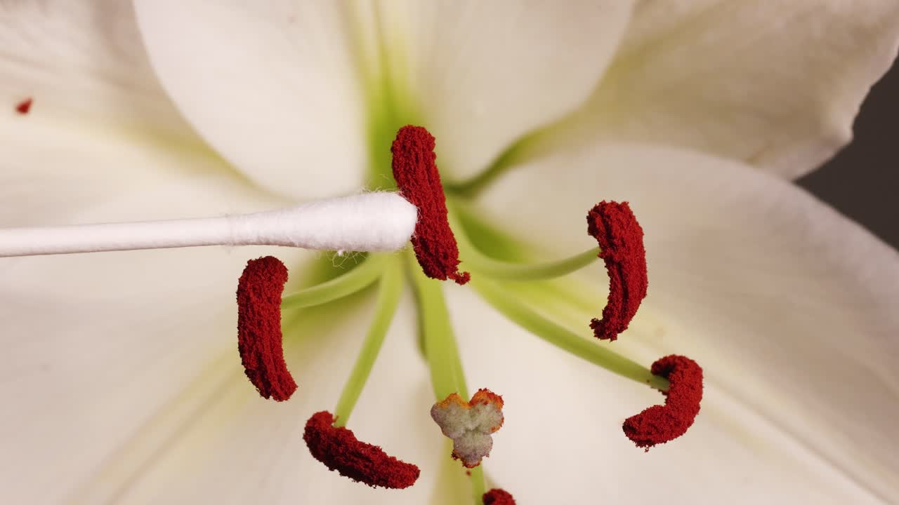 A cotton swab collects pollen from a lily's stamen in a detailed macro view