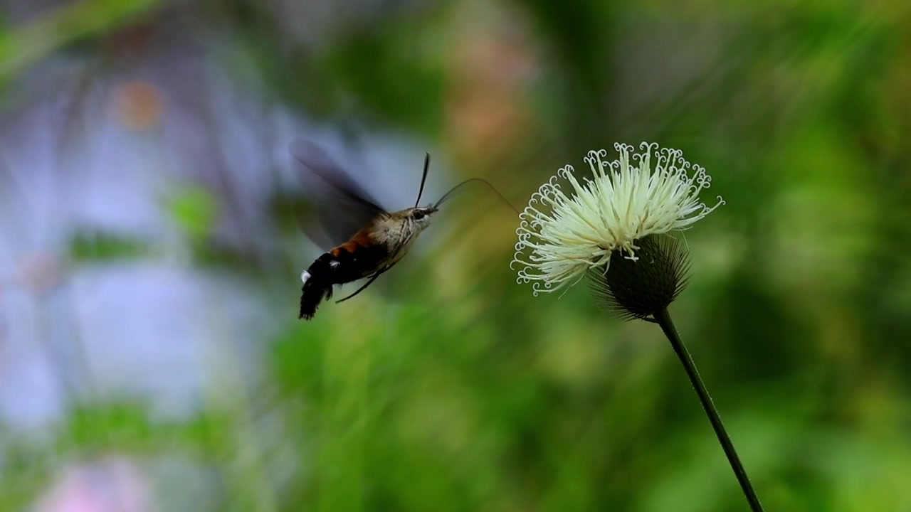 Filmato ravvicinato al rallentatore che mostra una sfinge colibrì librarsi senza sforzo a mezz'aria mentre si nutre e impollina un fiore selvatico colorato nel suo habitat naturale durante la stagione dei monsoni