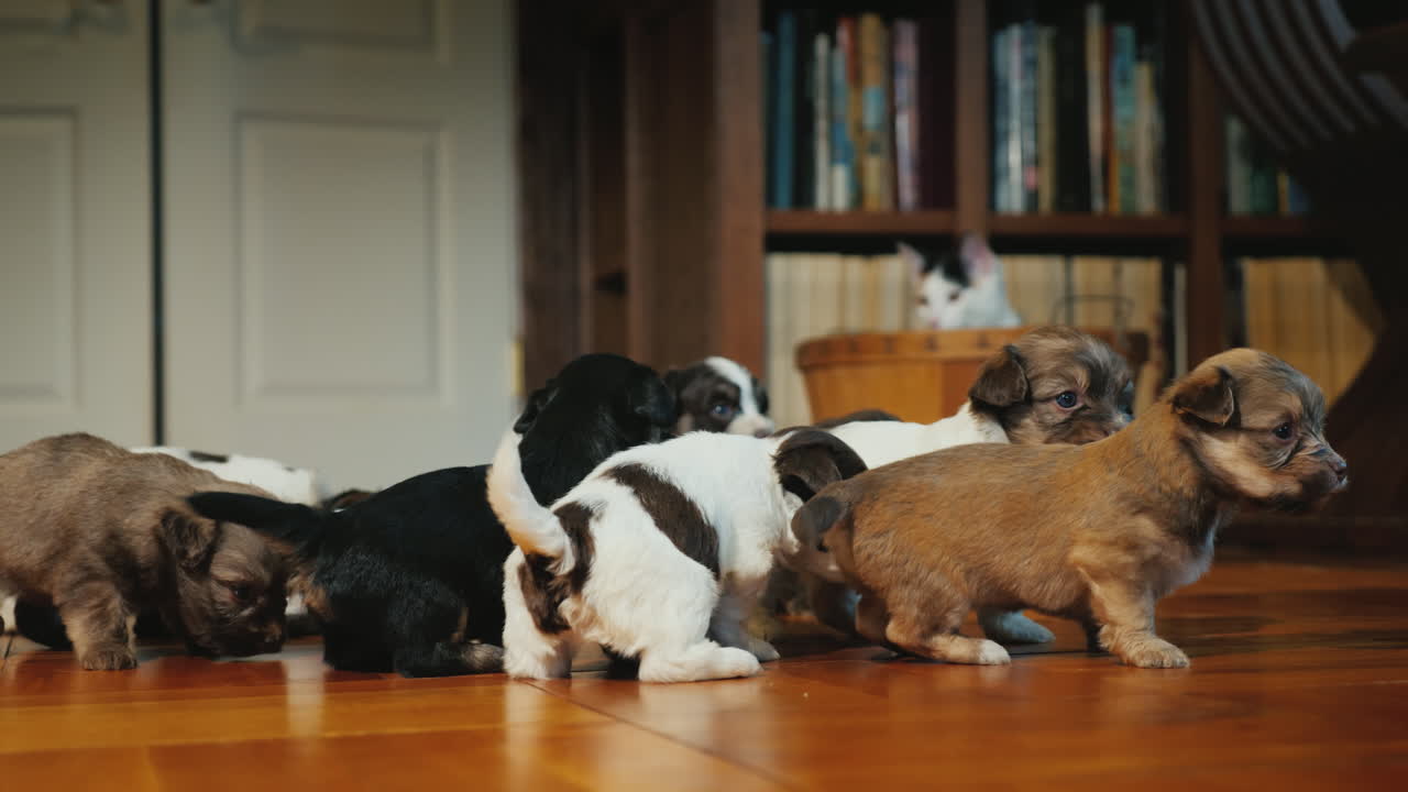 cachorros divertidos juegan en el suelo en la habitación el gato los está mirando