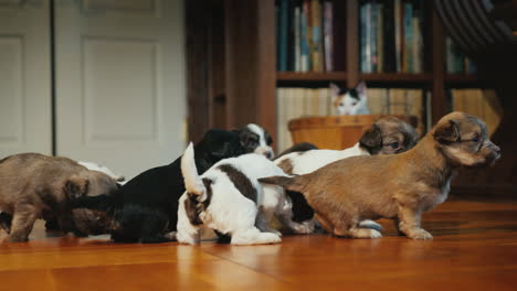 cachorros divertidos juegan en el suelo en la habitación el gato los está mirando