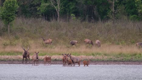 two groups in the water, on the grass in high alerts for possible predator coming while a red-wattled lapwing forages on the edge; sambar deer, rusa unicolor, phu khiao wildlife sanctuary, thailand.