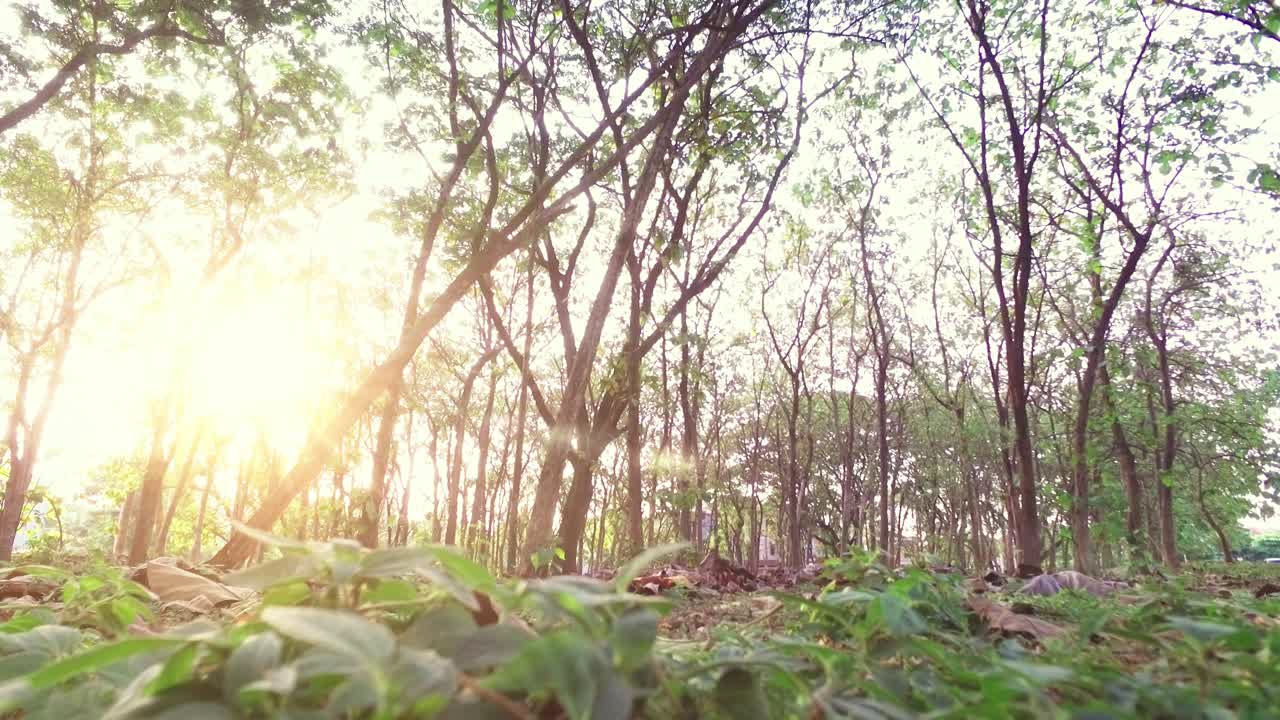 солнечный свет проникает сквозь деревья с зеленой травой на переднем плане
