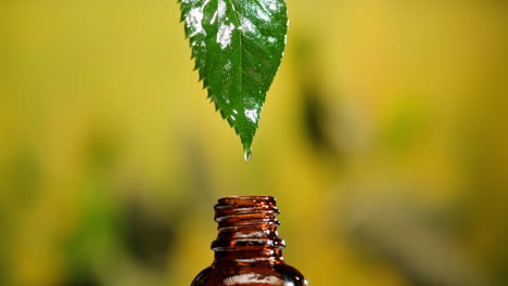 essential oil extraction from a leaf