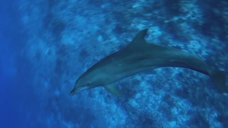 Große-Tümmler,-Tursiops-Truncatus-Im-Klaren-Blauen-Wasser-Des-Südpazifik-Nähern-Sich-Und-Beginnen-Mit-Einem-Schwamm-Vor-Der-Kamera-Zu-Spielen