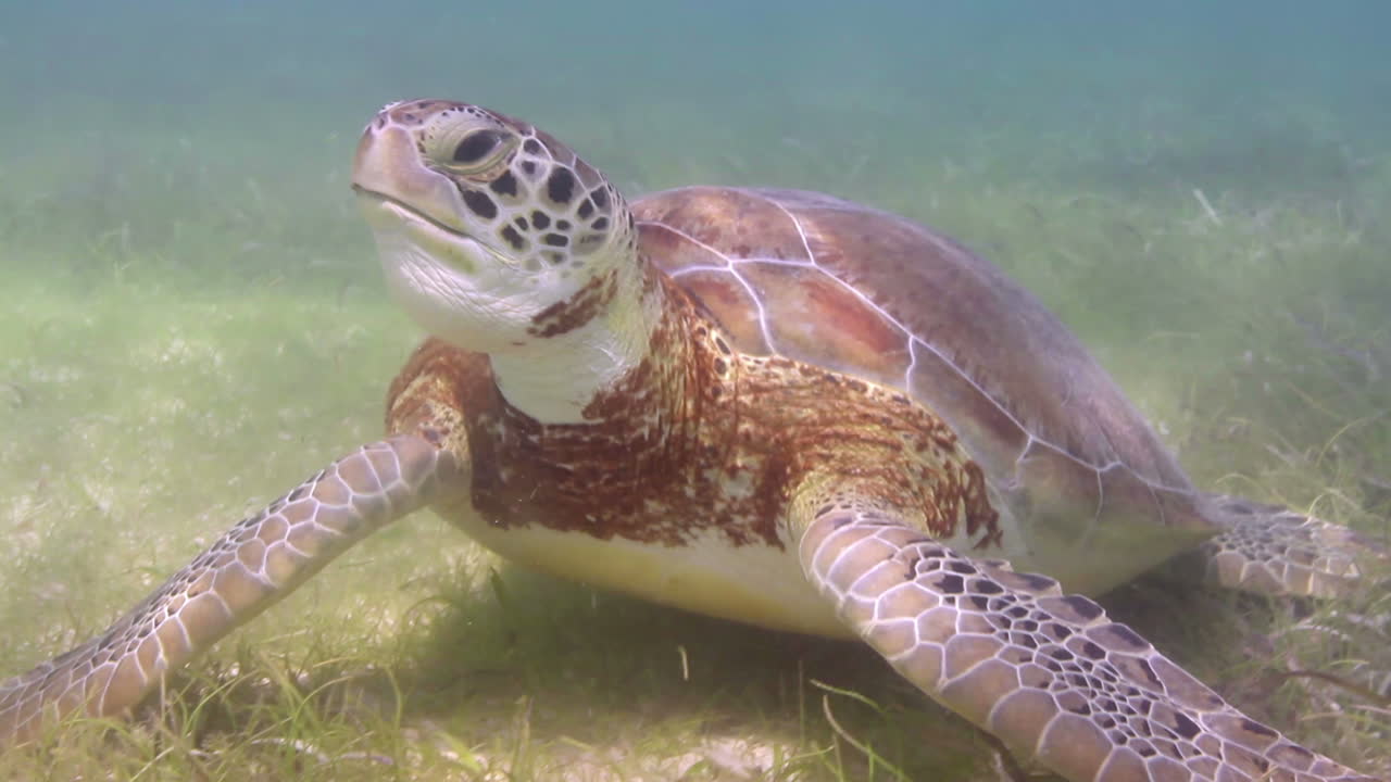 tortuga cabeza de león bajo el agua