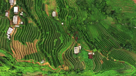 imágenes de drones de 4k de los hermosos campos de arroz