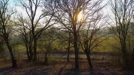 Afternoon-Elegance:-Winter-Sun-Silhouettes-Trees-in-a-Mesmerizing-Dance-of-Shadows