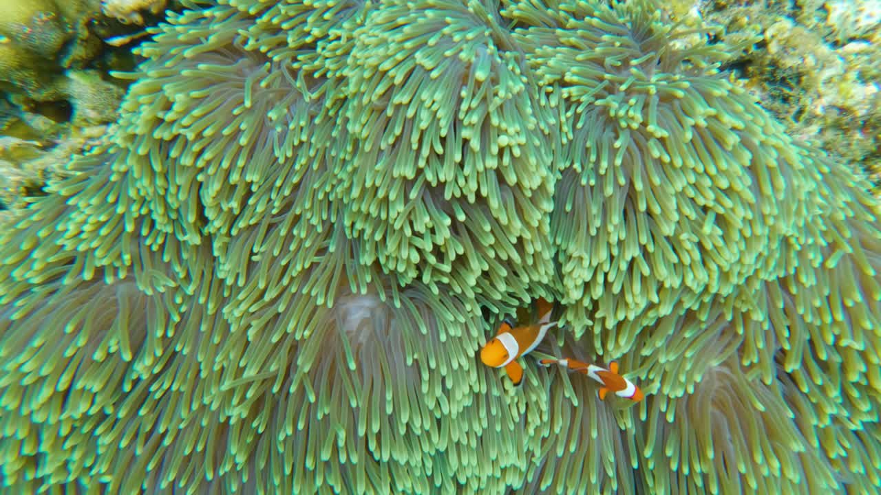 A top shot view of vibrant anemone fish swimming among sea anemones on a coral reef in the Bali, Indonesia. Colorful Anemone Fish Nestled in Coral – Bali Underwater Footage