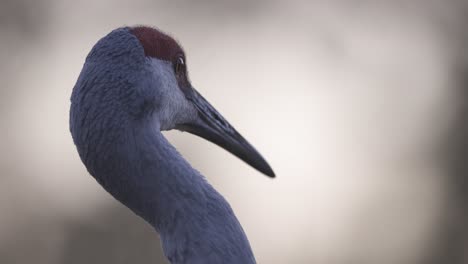 Sandhill-Kranich-Profil-Kopfschuss-Mit-Blick-In-Die-Ferne